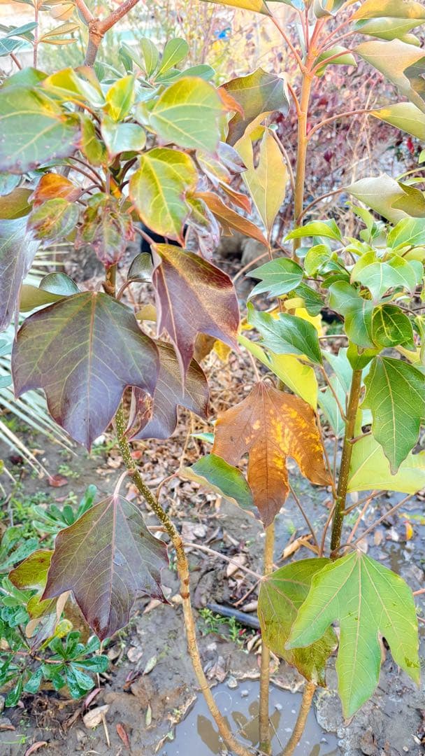 優良株。カクレミノ株立ち1.5M(鉢底から)品番D