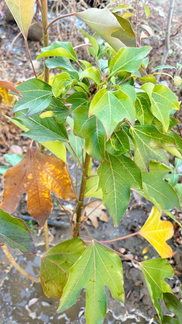 優良株。カクレミノ株立ち1.5M(鉢底から)品番D