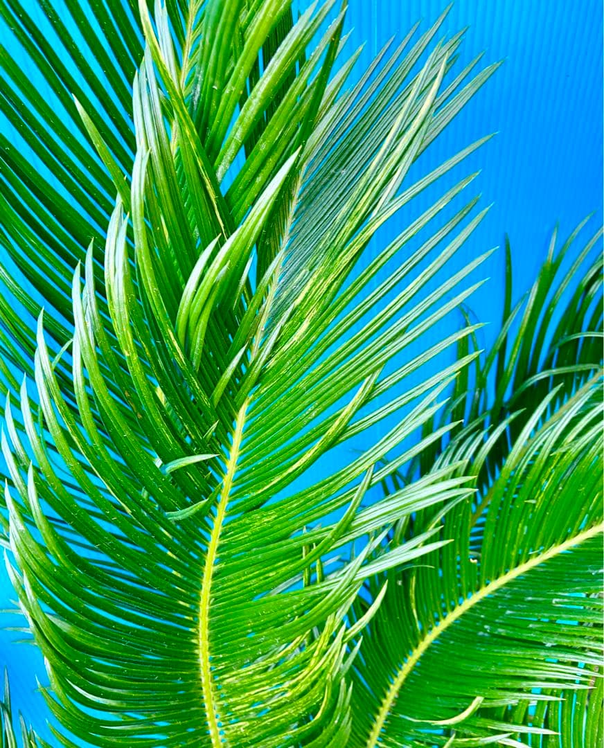 mania☺️様用　斑入りソテツ　【奄美大島】耐寒性