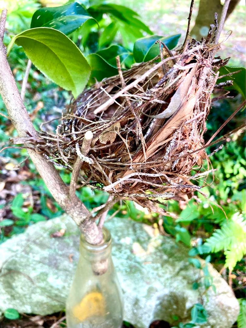 天然野生＊野鳥＊とっても可愛い枝付き【鳥の巣】巣＊小鳥の巣＊ネイティブオブジェ