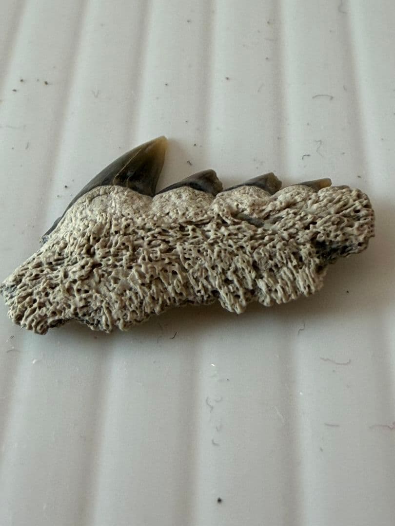 ペルー産サメの歯の化石Carcharodon carcharias