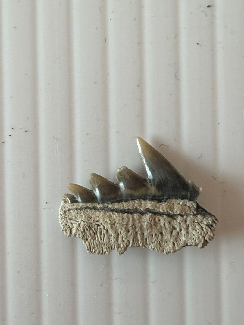 ペルー産サメの歯の化石Carcharodon carcharias