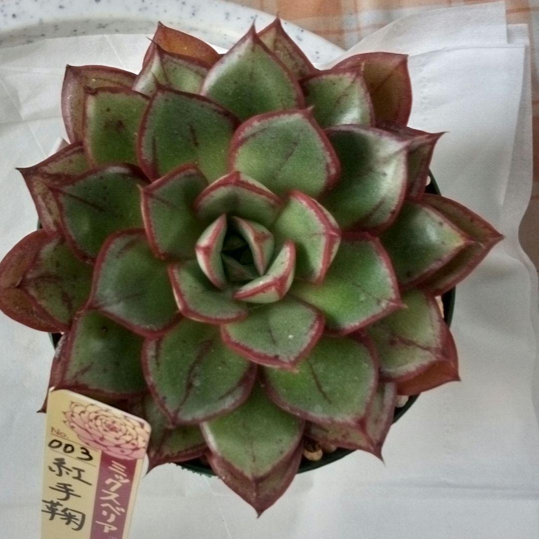 紅手鞠（札付き）ミックスベリア　おらいさん　多肉