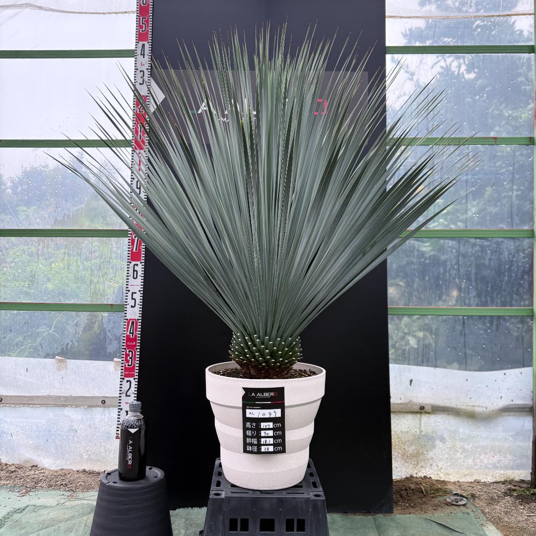 【AL1049】ユッカ　ロストラータ　ランチョブルー　数量限定販売