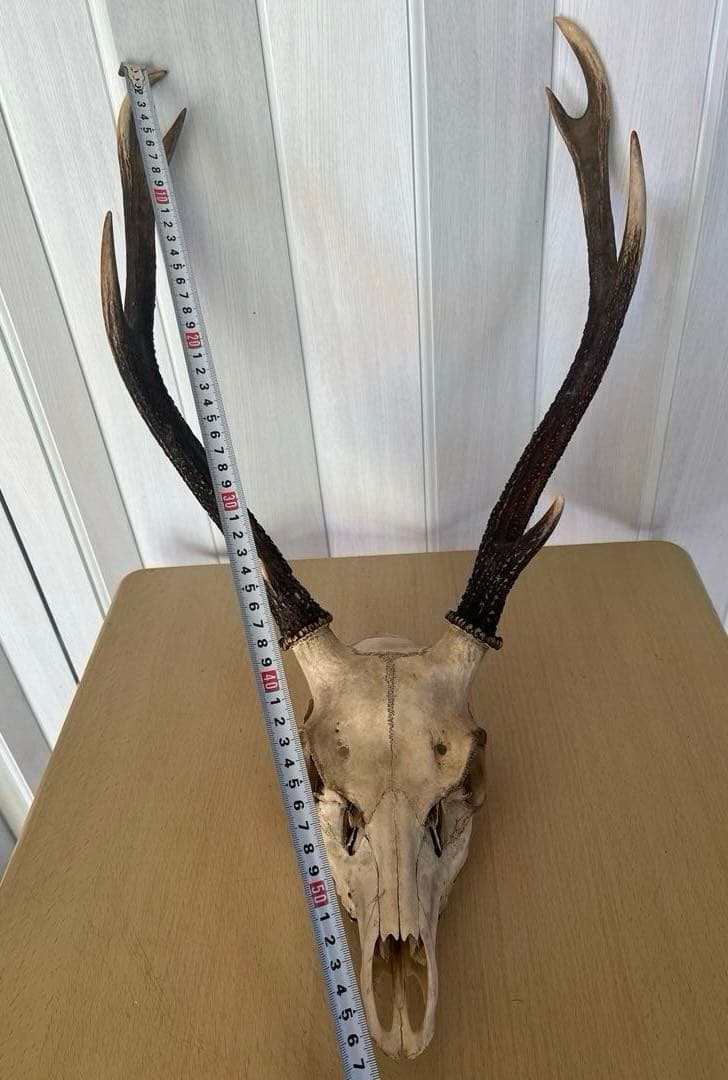 天然日本鹿 角 ハンティングトロフィー