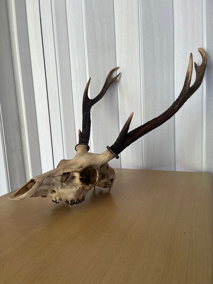 天然日本鹿 角 ハンティングトロフィー