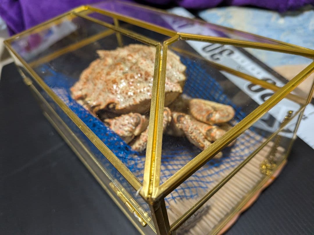 立体リアル標本飾り　トゲクリガニ　クリガニ　青森県産　陸奥湾　ガラスケース入り品