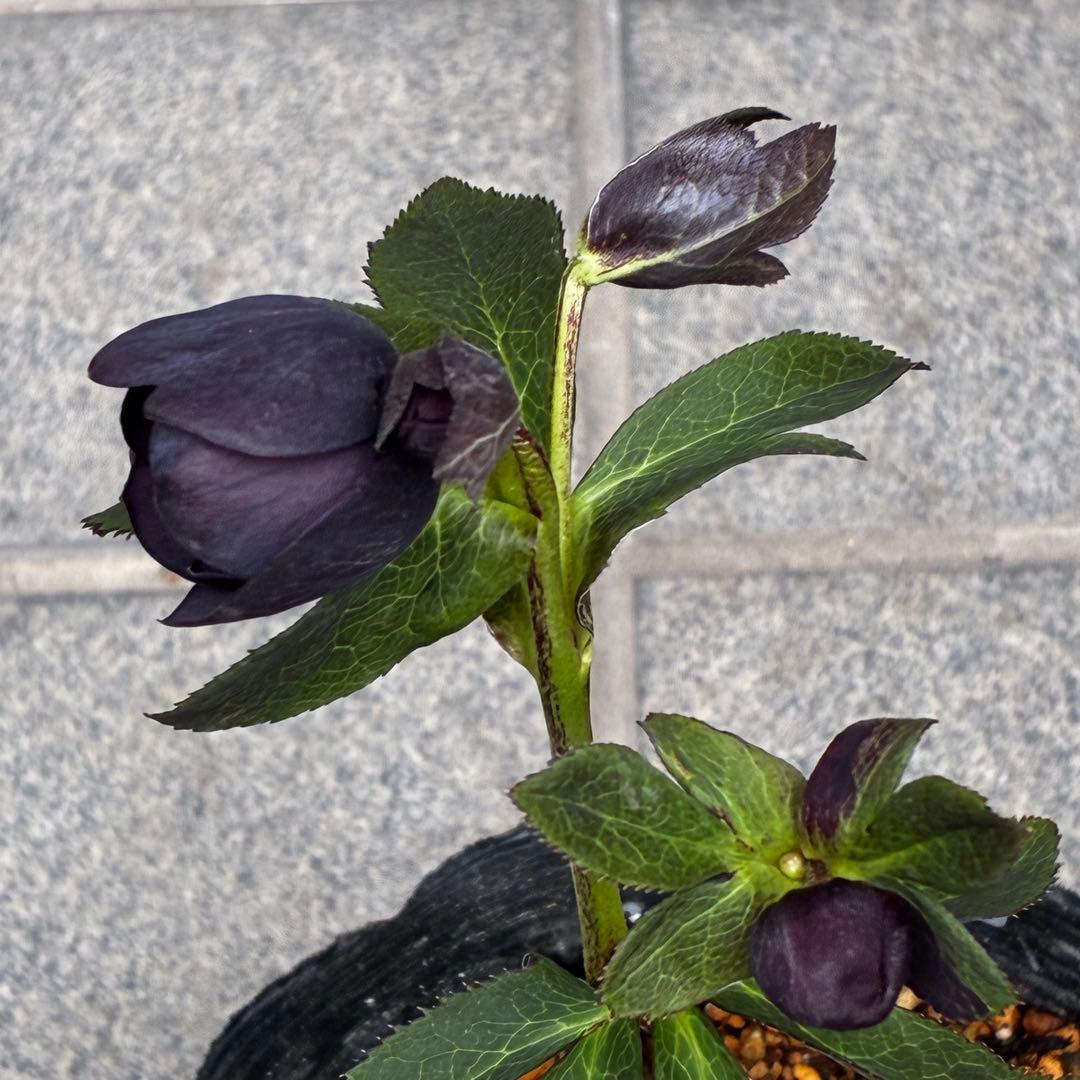 t*k様 3473☘️花付き☘️希少☘️極上☘️親株☘️⭐️黒⭐️多弁⭐️整形花