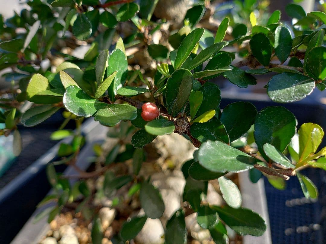 ハリツルマサキ盆栽 メルカリ便