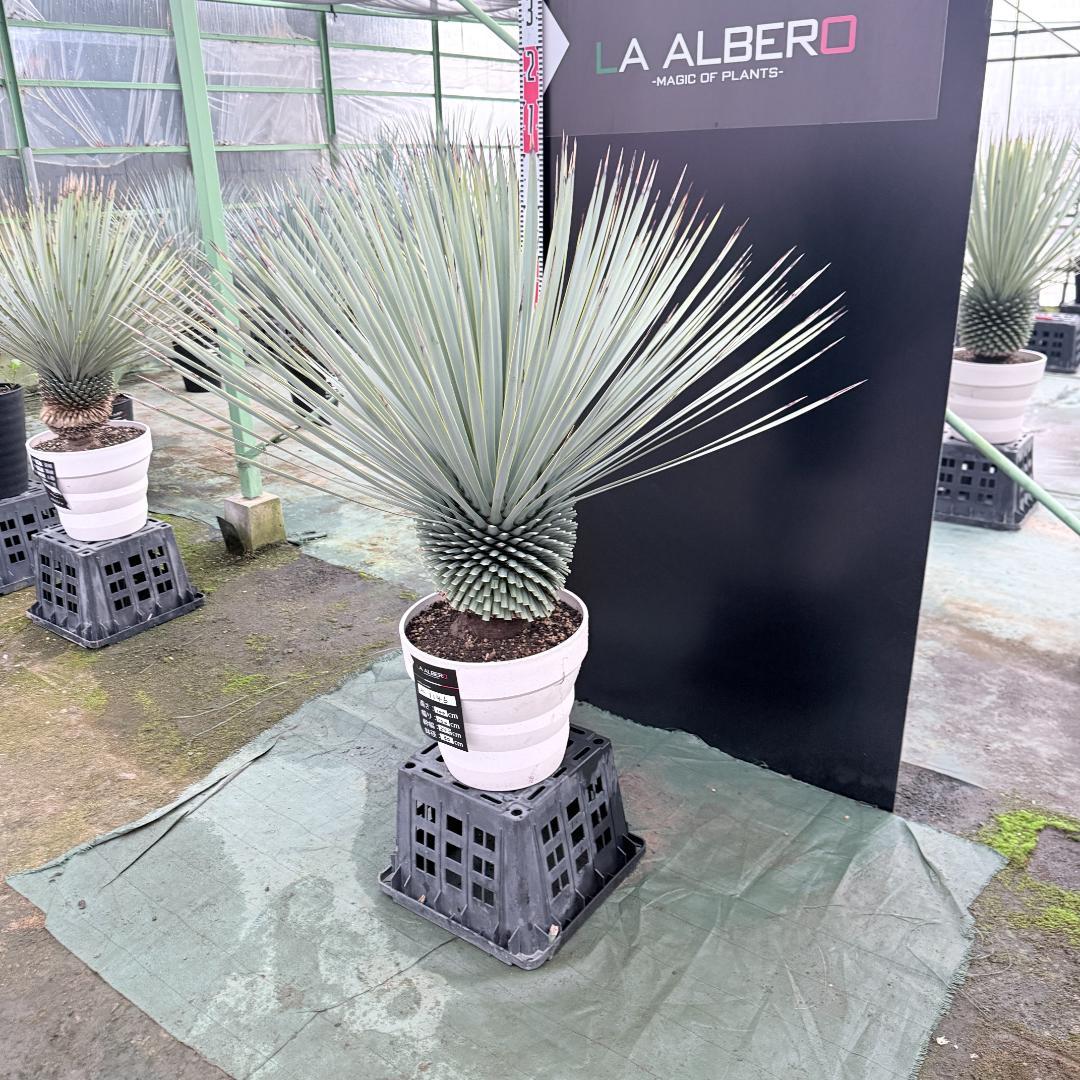 【AL1146】ユッカ　ロストラータ　ホワイト個体　【ALBEROホワイト祭り】