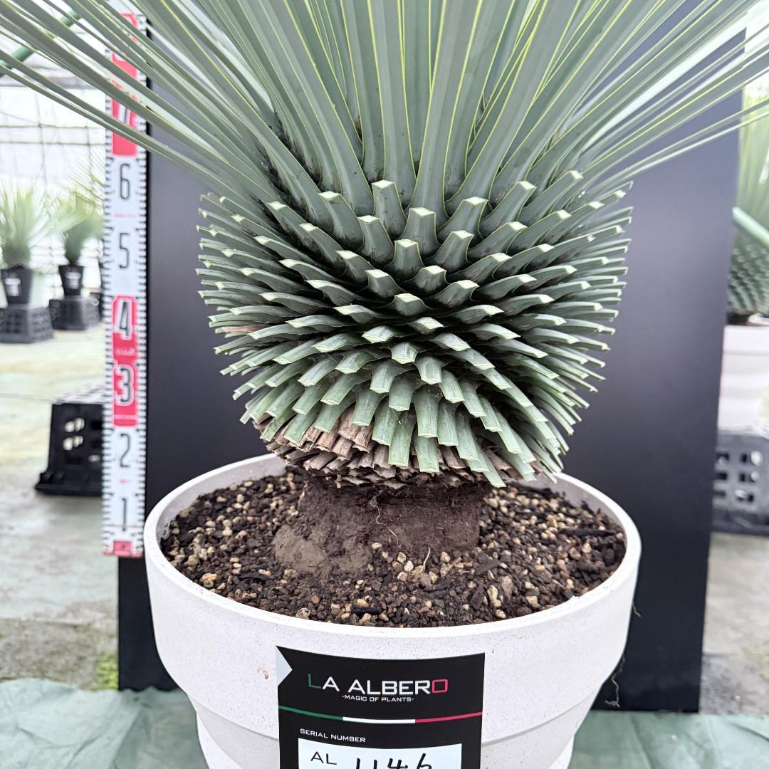 【AL1146】ユッカ　ロストラータ　ホワイト個体　【ALBEROホワイト祭り】