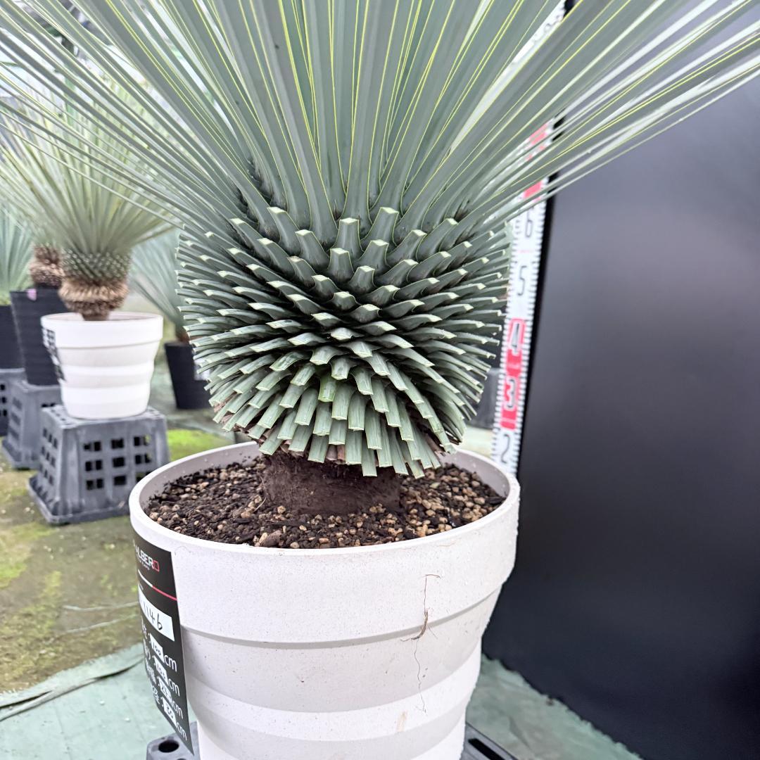 【AL1146】ユッカ　ロストラータ　ホワイト個体　【ALBEROホワイト祭り】