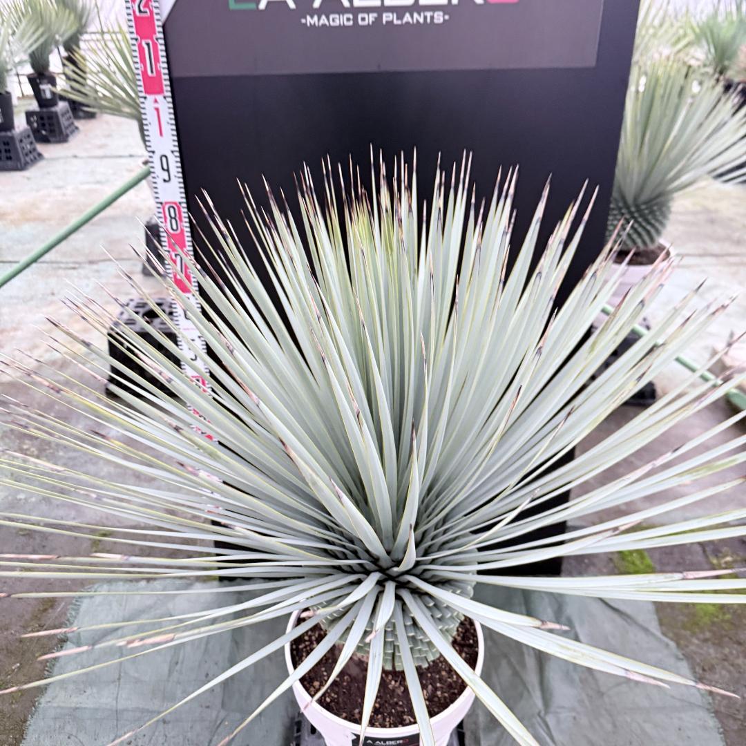 【AL1146】ユッカ　ロストラータ　ホワイト個体　【ALBEROホワイト祭り】