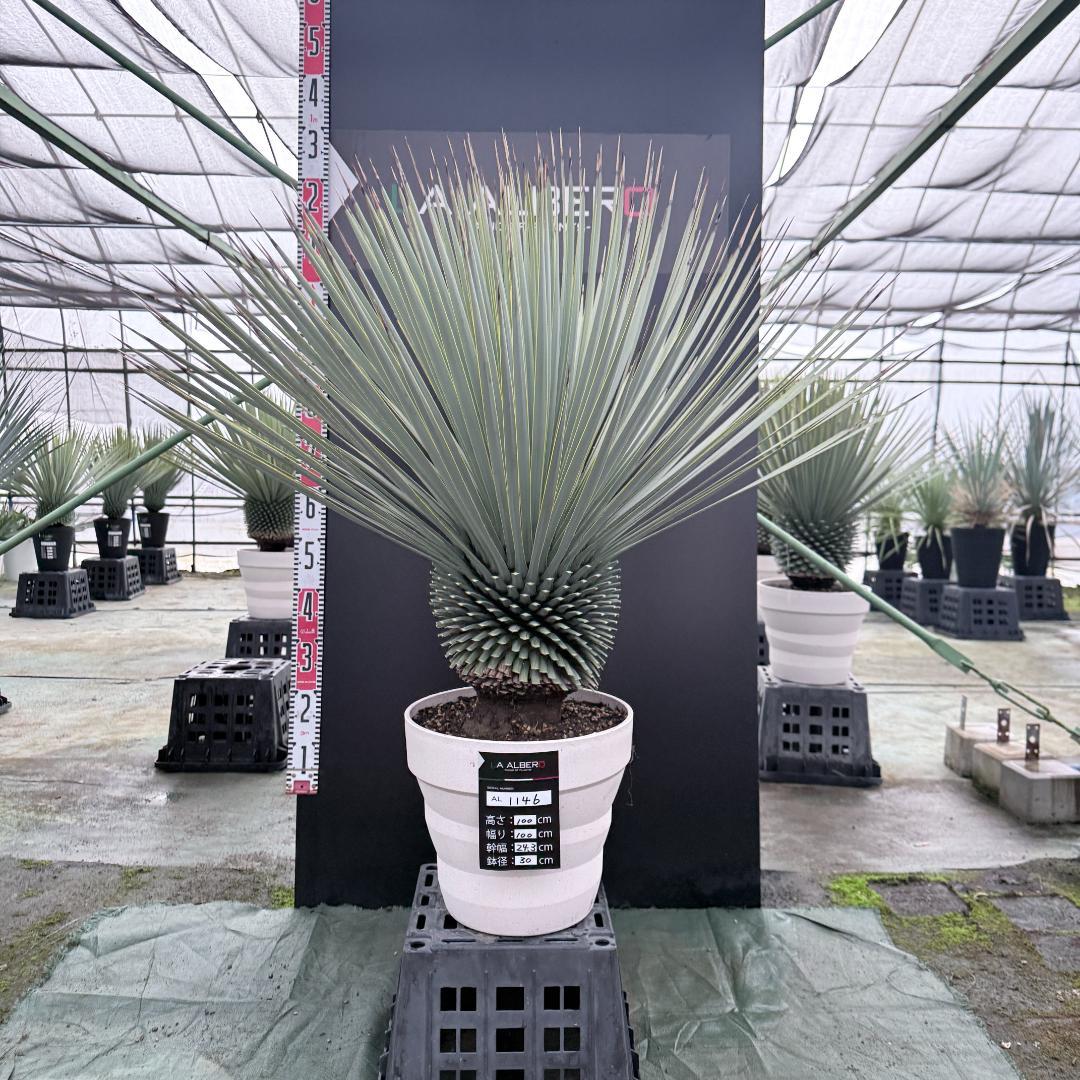 【AL1146】ユッカ　ロストラータ　ホワイト個体　【ALBEROホワイト祭り】
