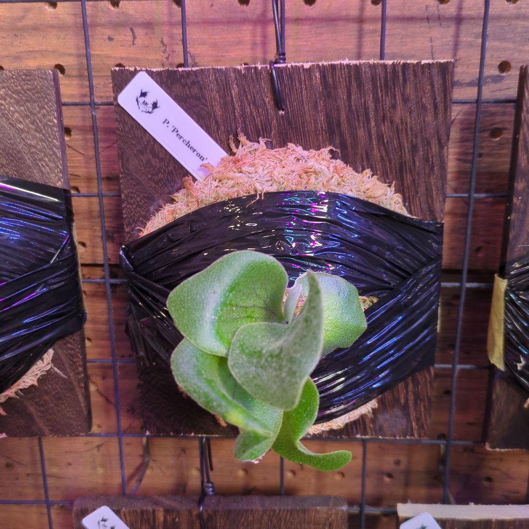 し*け様 【2/7(土)迄】7品種セット/ビカクシダ