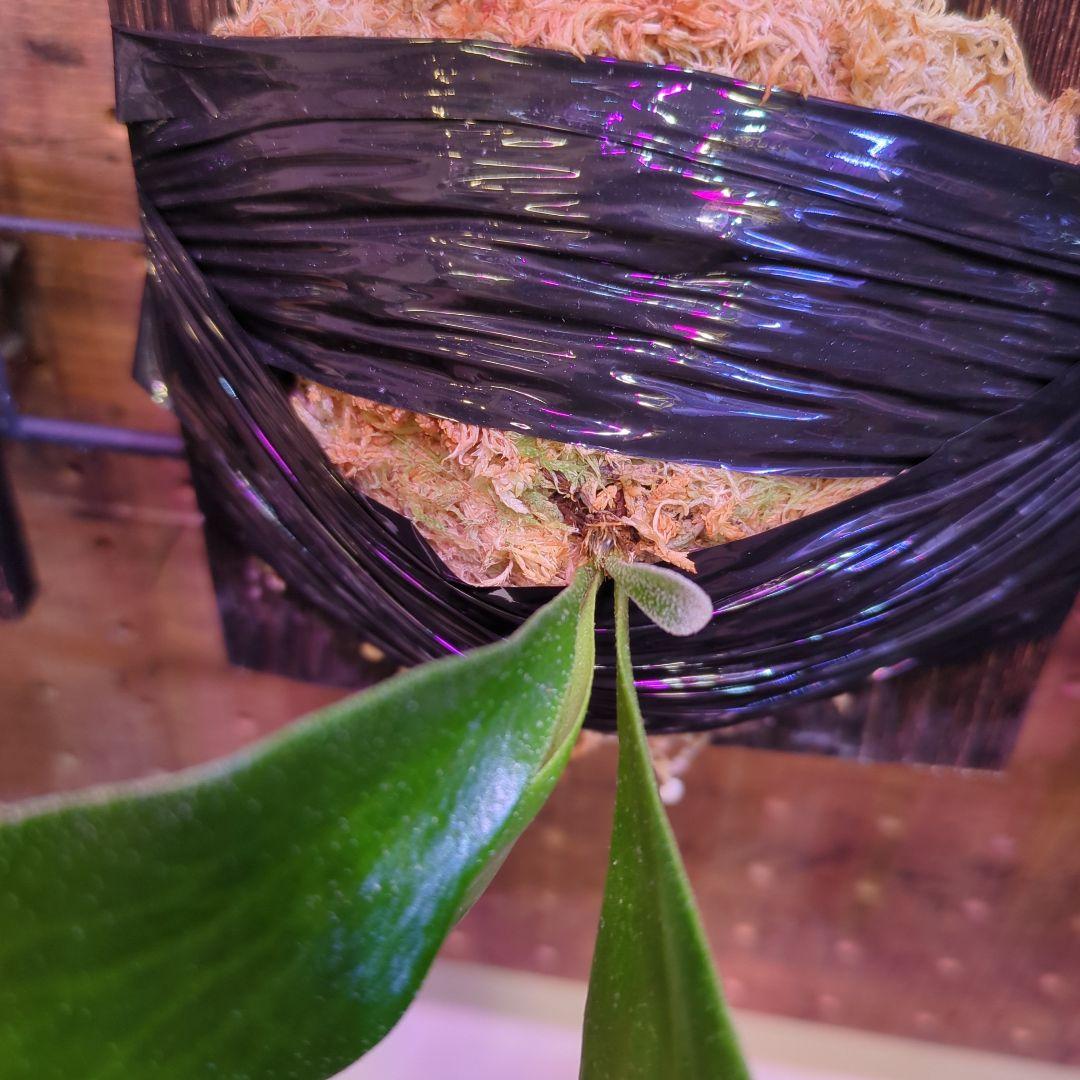 し*け様 【2/7(土)迄】7品種セット/ビカクシダ