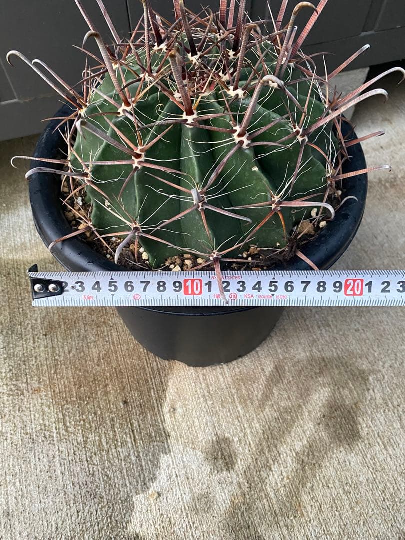 フェロカクタス８号鉢半島玉になります、耐寒性あり！