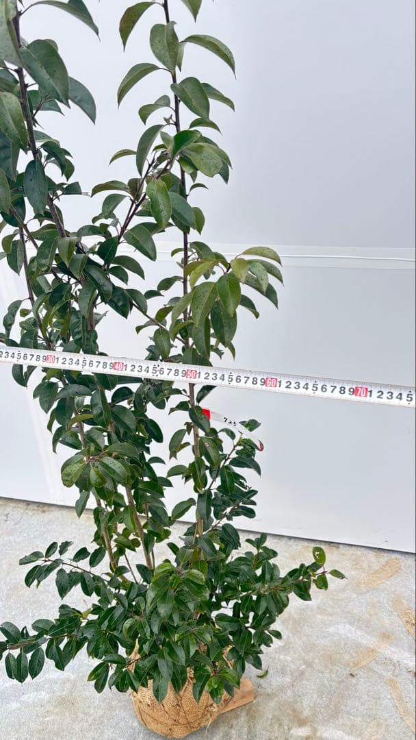 手頃なサイズ お庭の主役にどうぞ ソヨゴ 725 樹高1.4m位 株立 常緑樹