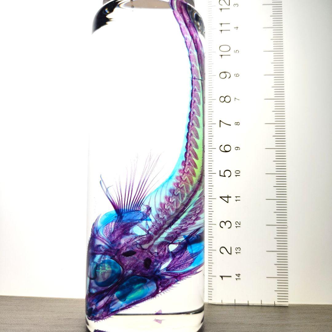 【1点物】極美品☆極希少 透明標本 ソコハリゴチ 約12cm 深海魚 110ml