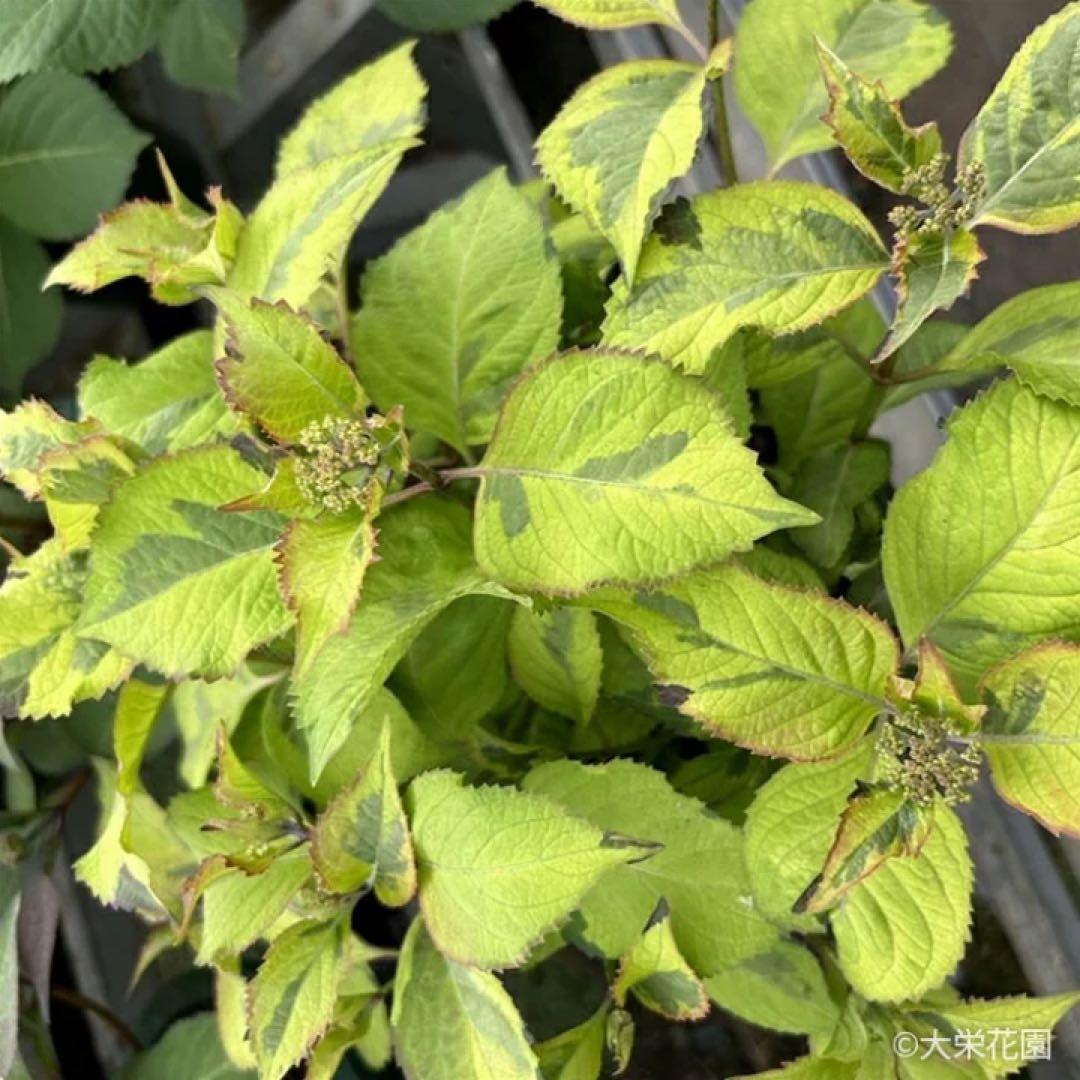 ラグランジア　紫陽花　カラフルランジア　斑入り多花性　5種　鉢ごとタグ付き