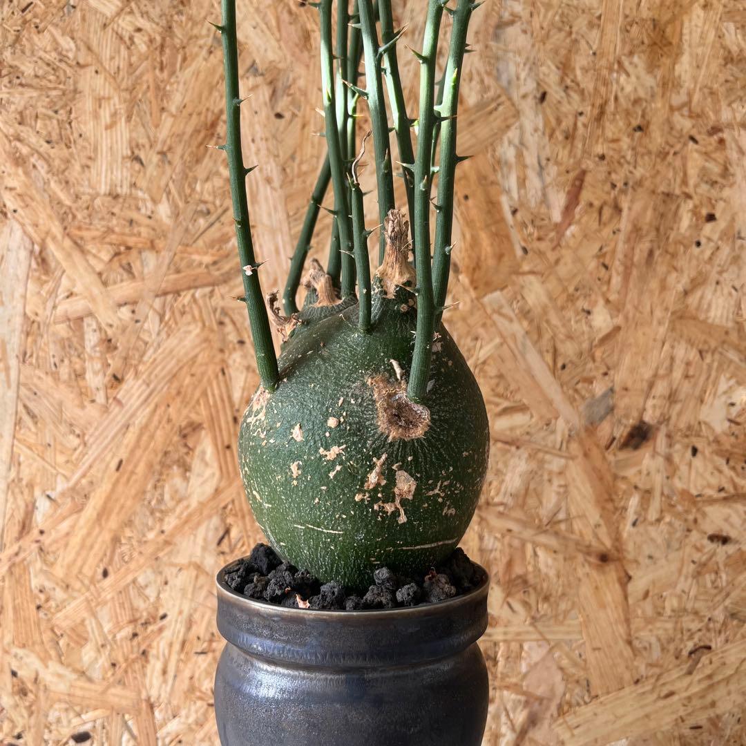 シ*ク様 現地球　アデニア　プセウドグロボーサ　Adenia pseudoglo