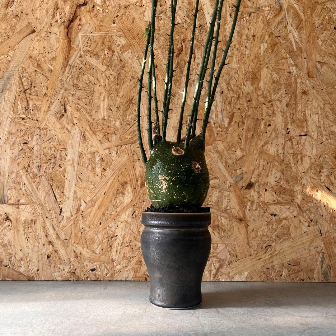 シ*ク様 現地球　アデニア　プセウドグロボーサ　Adenia pseudoglo