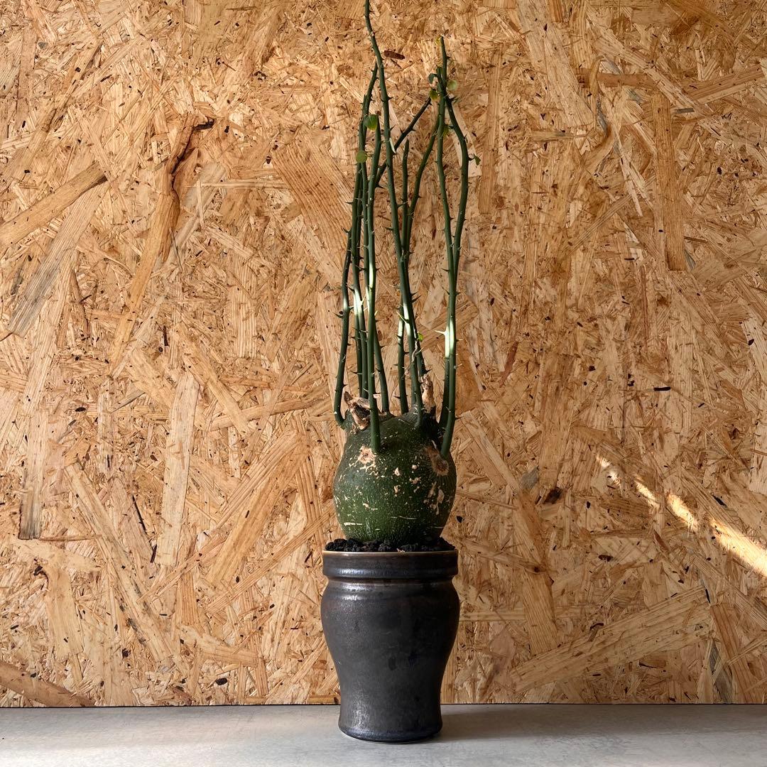 シ*ク様 現地球　アデニア　プセウドグロボーサ　Adenia pseudoglo