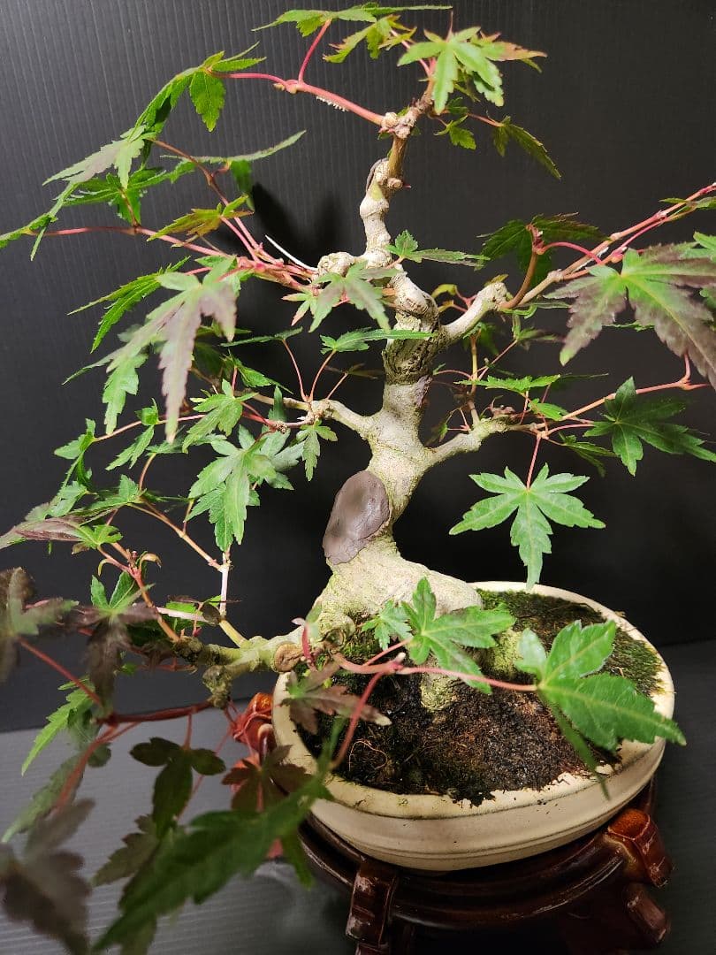 【お年玉価格】紅葉 もみじ 紅葉盆栽 もみじ盆栽 楓 カエデ　模様木