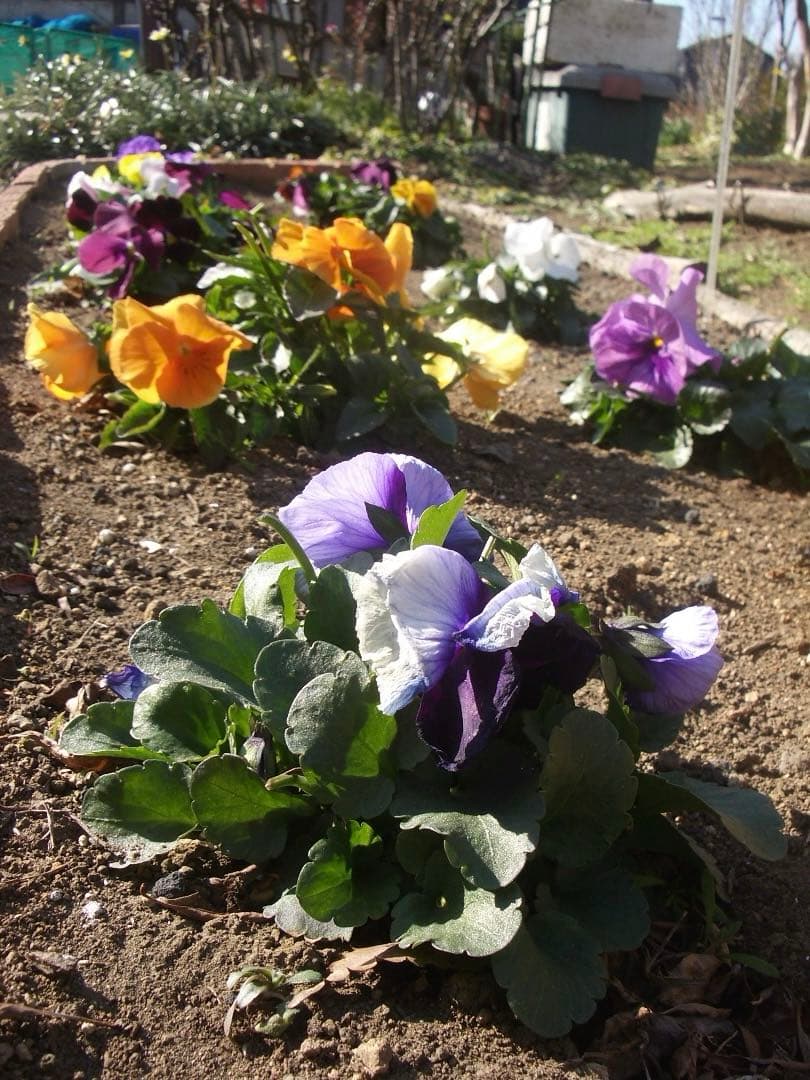 レトロ感⭕️【動作確認済】CCD PENTAX OPTIO S5iデジカメ S4i