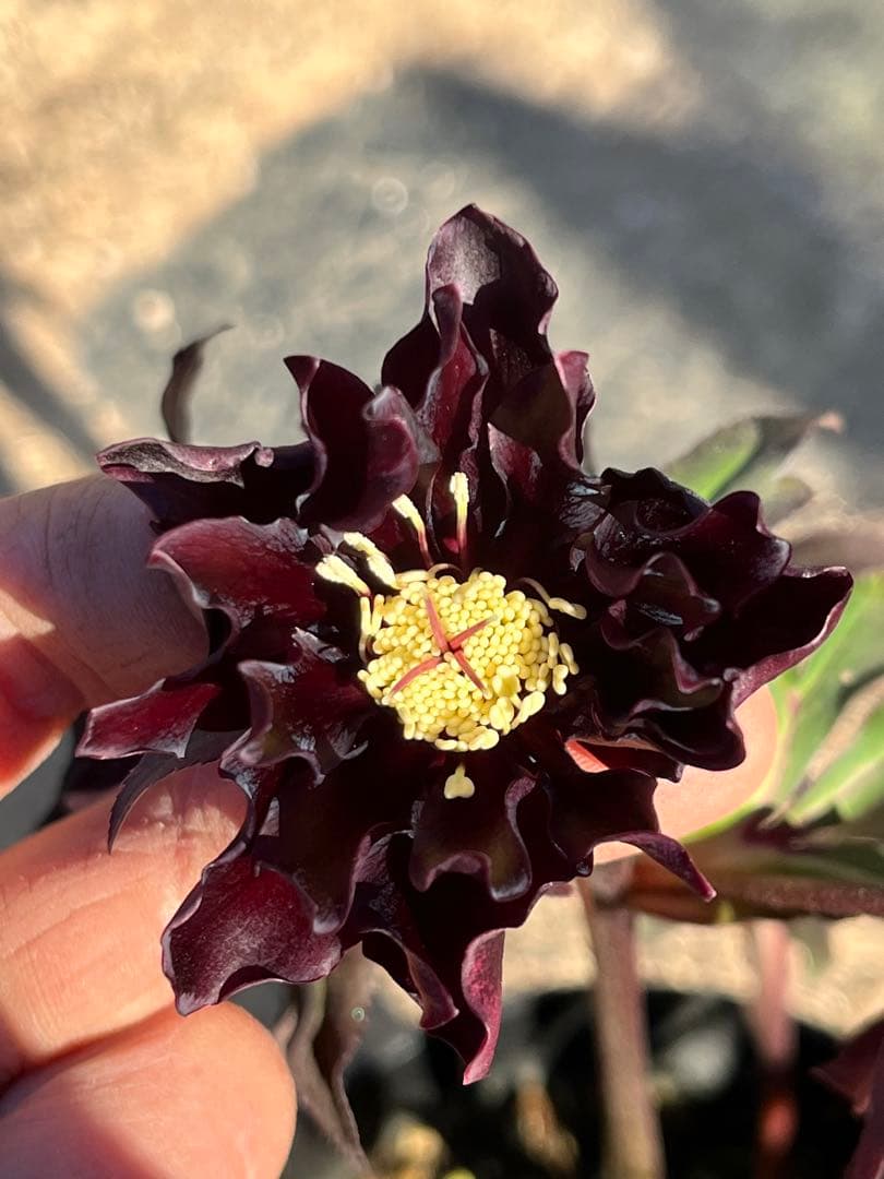 クリスマスローズ　認定タグ付き　ブラックマジック　やや多弁