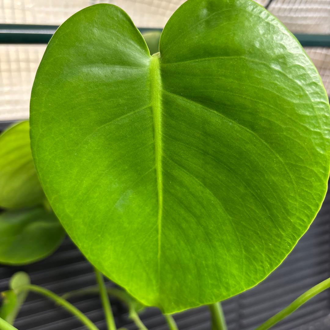 ラスト1 ❗️ レア　モンステラ　デリシオーサ　羅紗丸葉　双頭龍　元斑入り