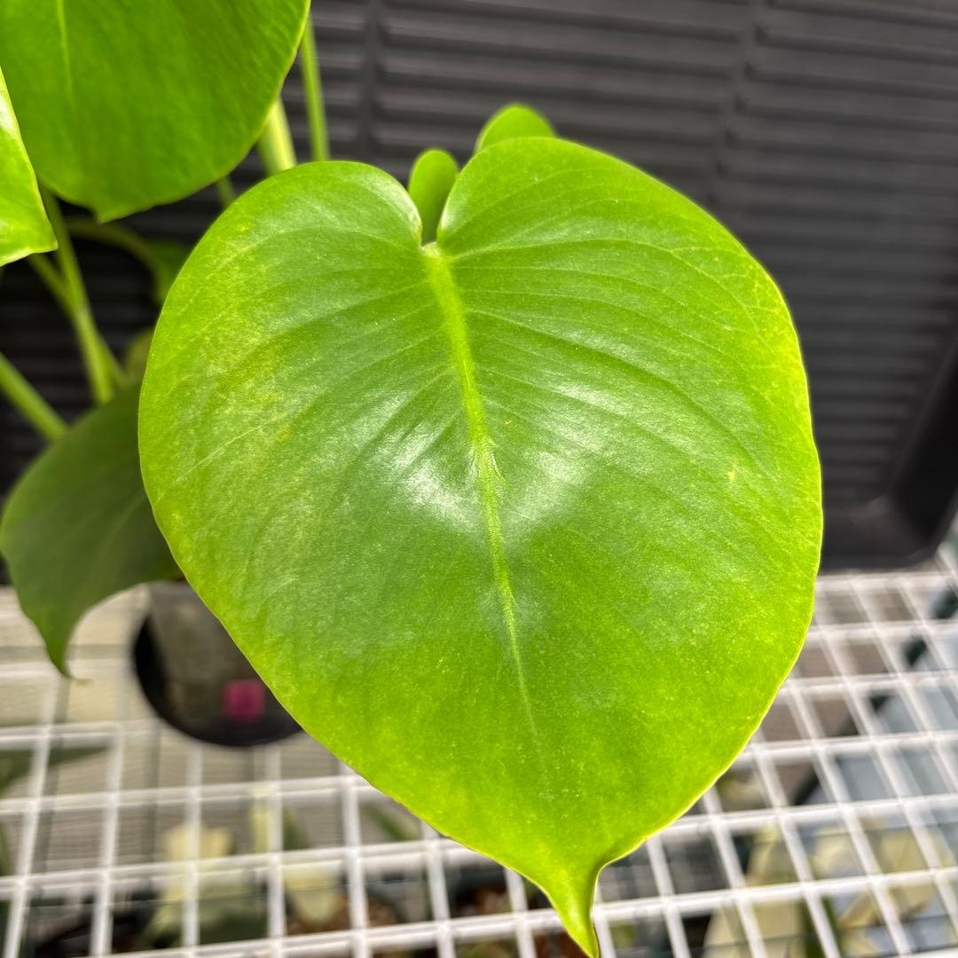 ラスト1 ❗️ レア　モンステラ　デリシオーサ　羅紗丸葉　双頭龍　元斑入り