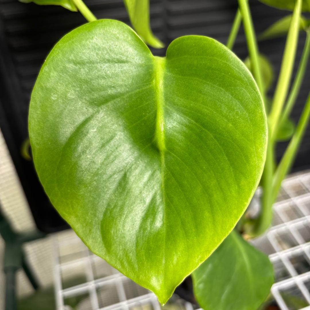 ラスト1 ❗️ レア　モンステラ　デリシオーサ　羅紗丸葉　双頭龍　元斑入り