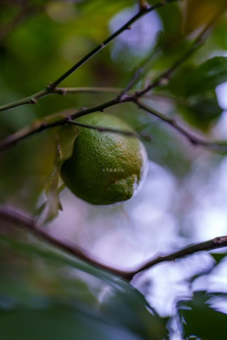 Dyz様　極美品！現代最高の50mm！SONY FE 50mm F1.2 GM