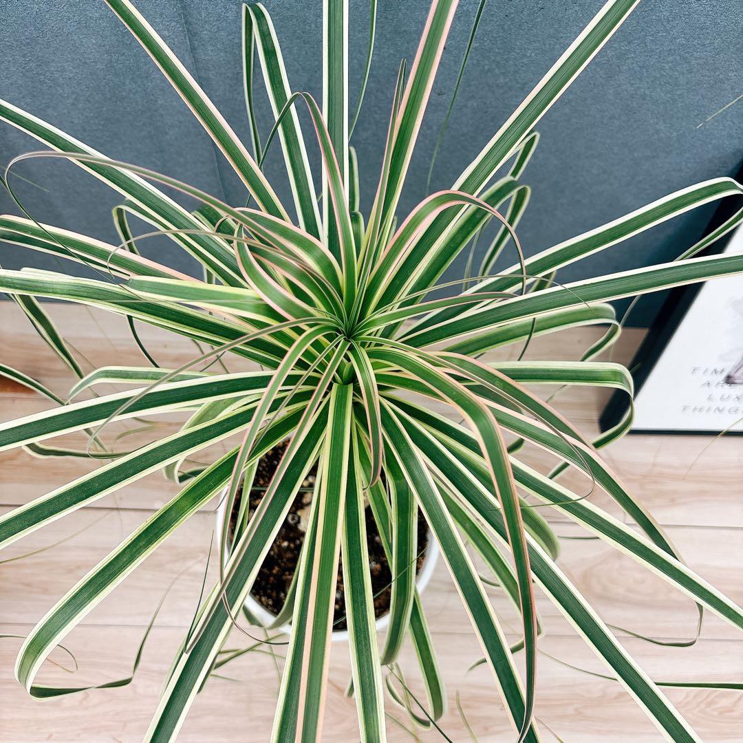 ［現品］【希少】ブコニア　レクルバータ　バリエガータ　7号　観葉植物　室内　レア