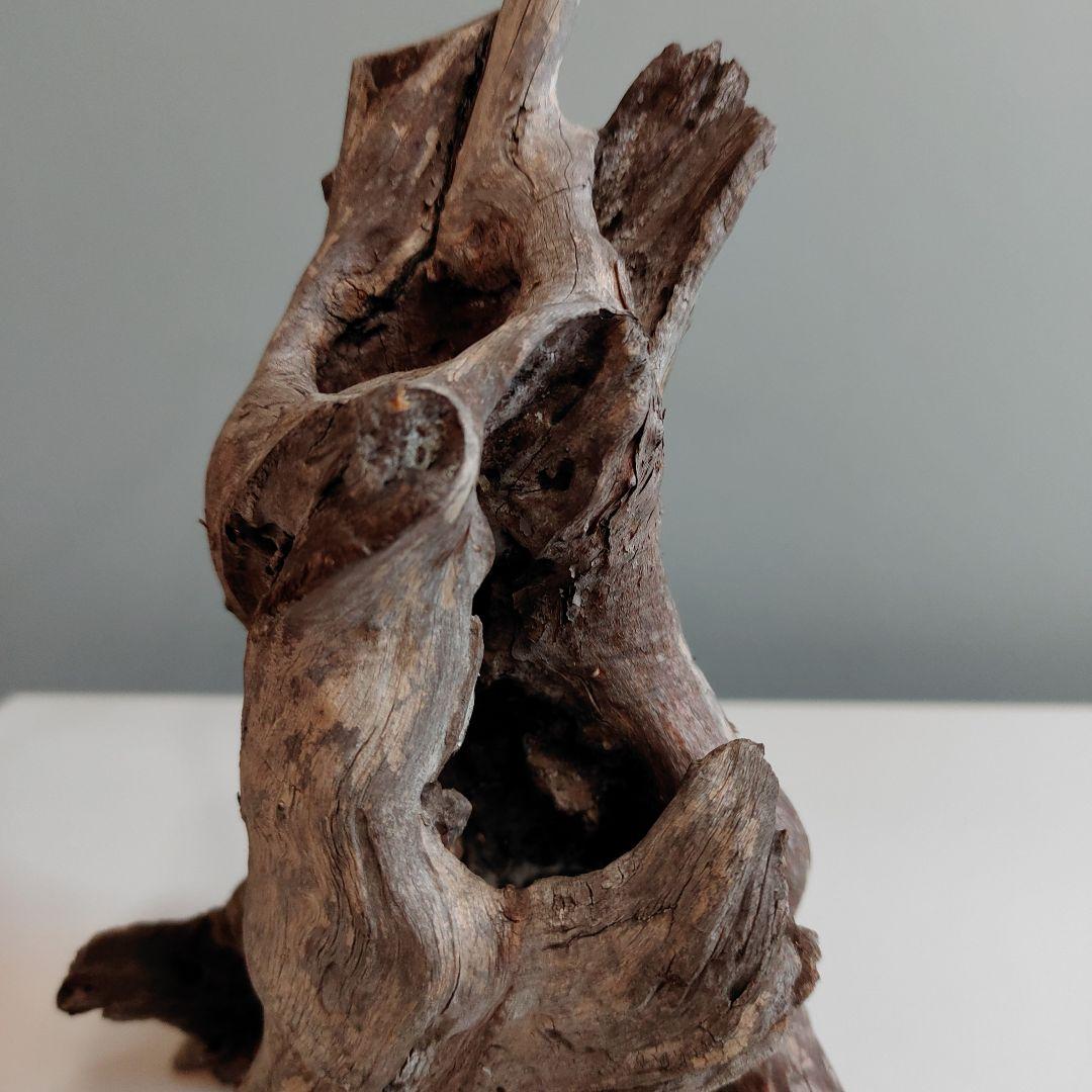 ホーンウッド アクアリウム 爬虫類 登り木 流木 w22×d12×h27