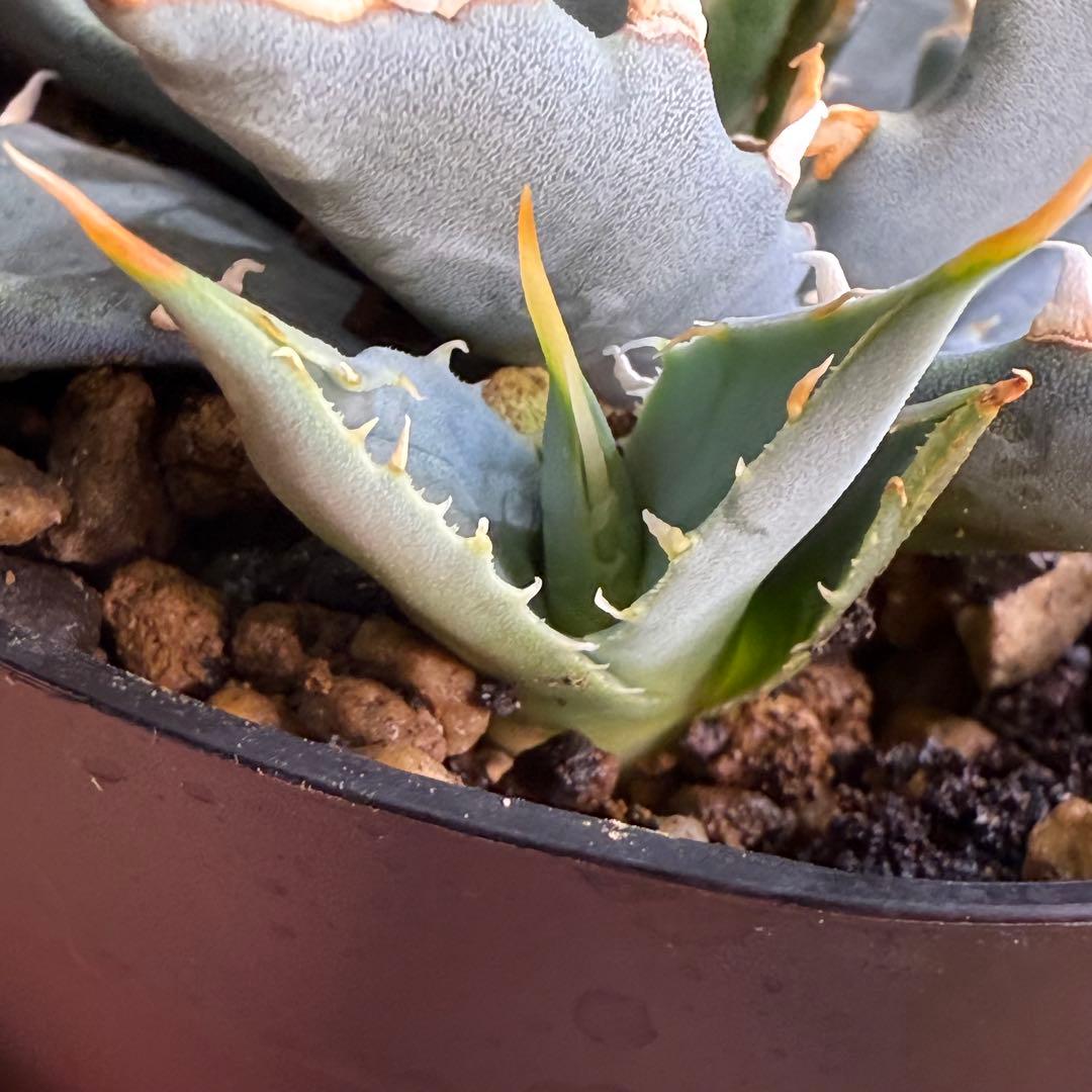 R*r様 子株販売　超陽炎　実生株　ブルー葉　アガベ　ユタエンシス　エボリスピナ