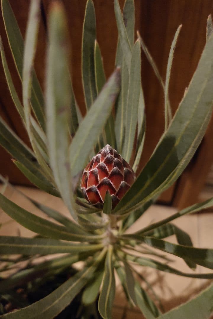 プロテア　エクリプス　7号（バンクシア、グレビレア、リューカデンドロン）