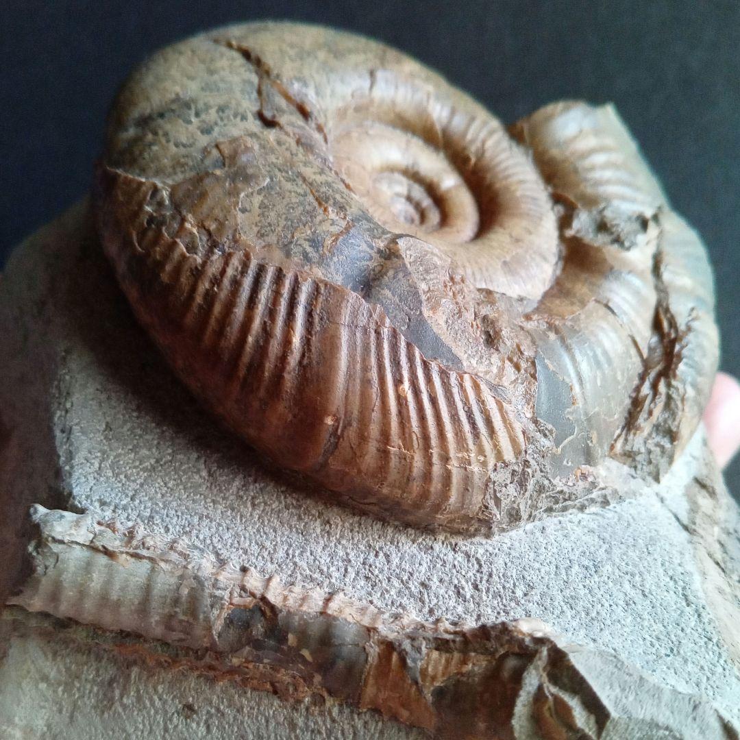 アンモナイト　日本産　北海道　極美麗　クリーニング最高