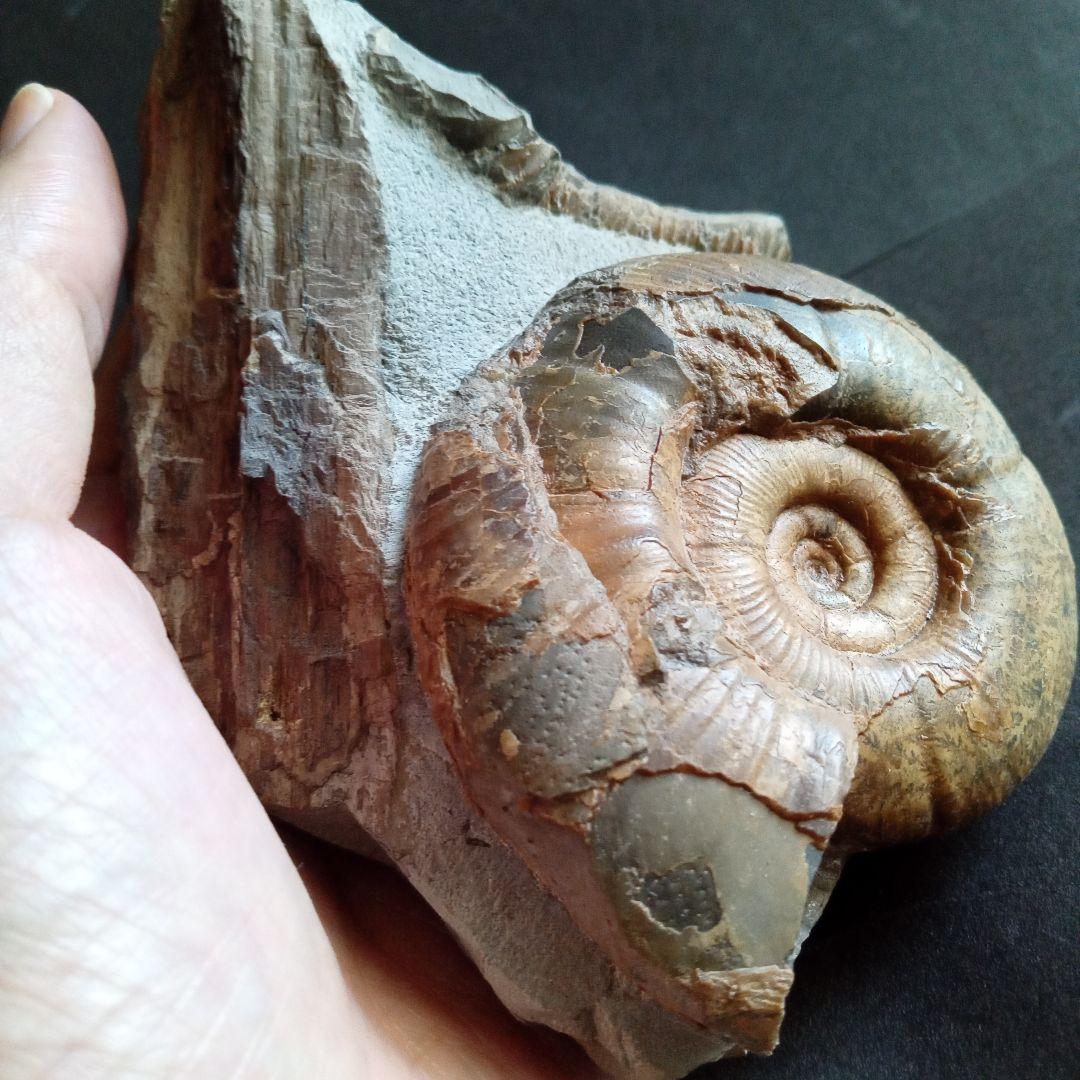 アンモナイト　日本産　北海道　極美麗　クリーニング最高