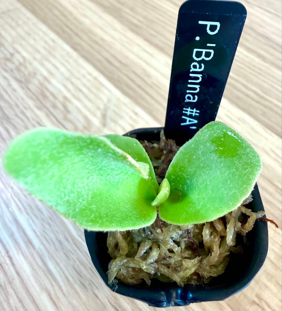 ビカクシダ　セット　OMG　リドレイドワーフなど