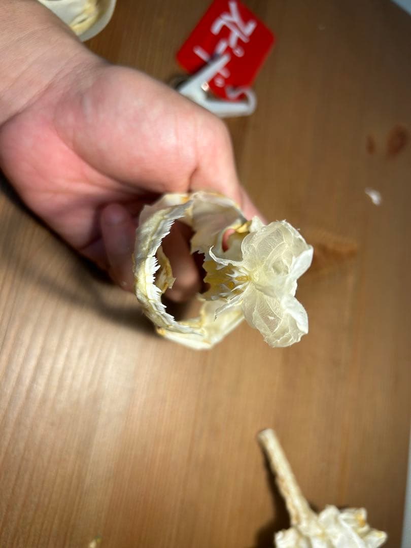 サメ頭骨標本(エドアブラザメ)