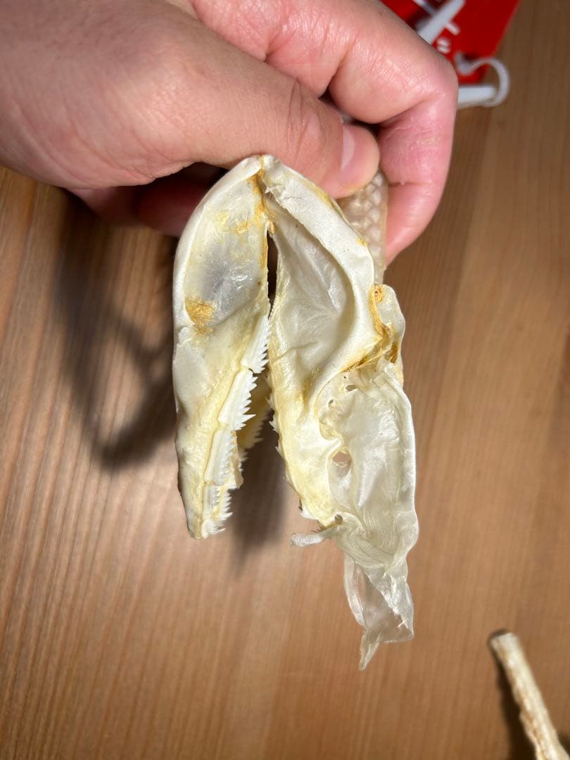 サメ頭骨標本(エドアブラザメ)