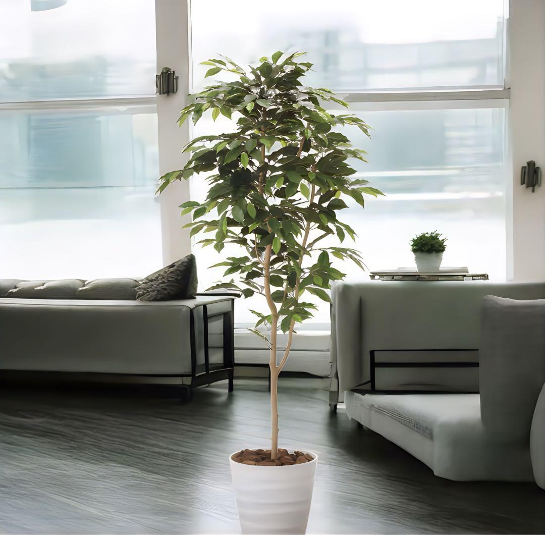 光触媒　人工観葉植物　ウォールグリーン　フェイクグリーン　ベンジャミン16070