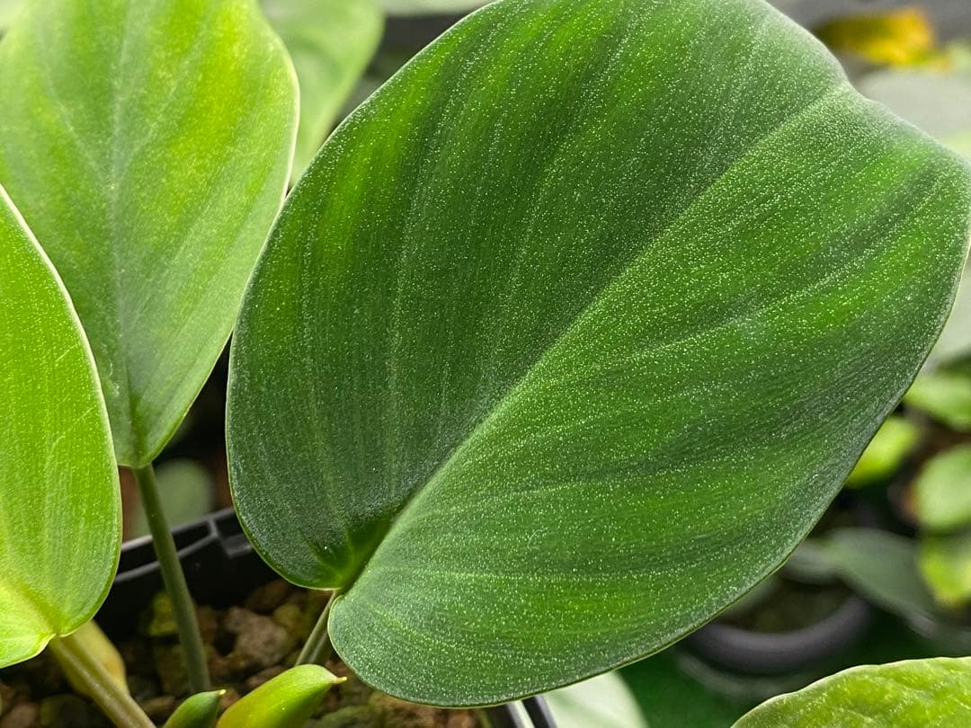 Homalomena sp. \"Kapuas-2\"【AZ0317-3】大株