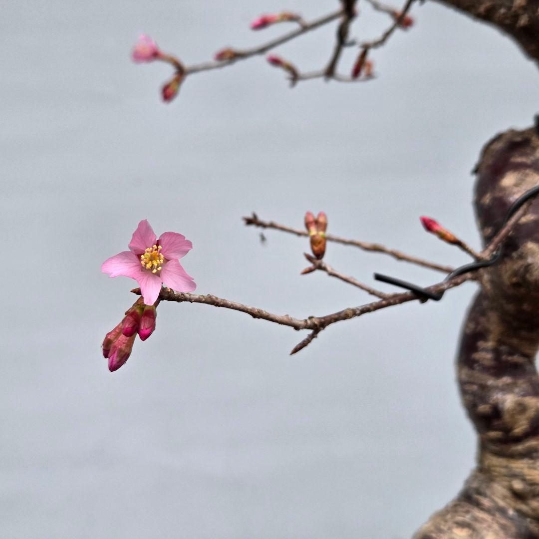 桜　(オカメ桜)　[模様木]　貴風盆栽