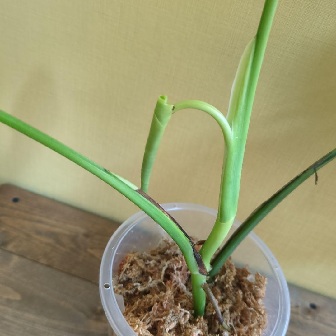 モンステラ・ポトス Monstera borsigiana Green on Green