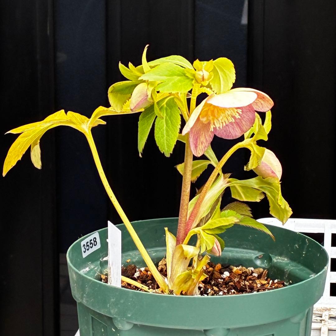 l*a様 558☘️ラスト2☘️蕾花タグ付☘️極上☘️唯一無二☘️⭐️SD⭐️蜃