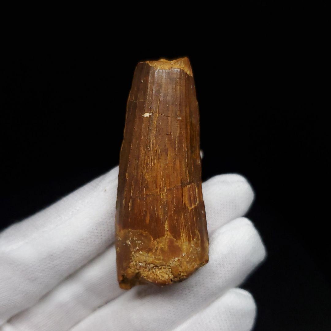 スピノサウルス 本物 モロッコ産 52.91mm sp470