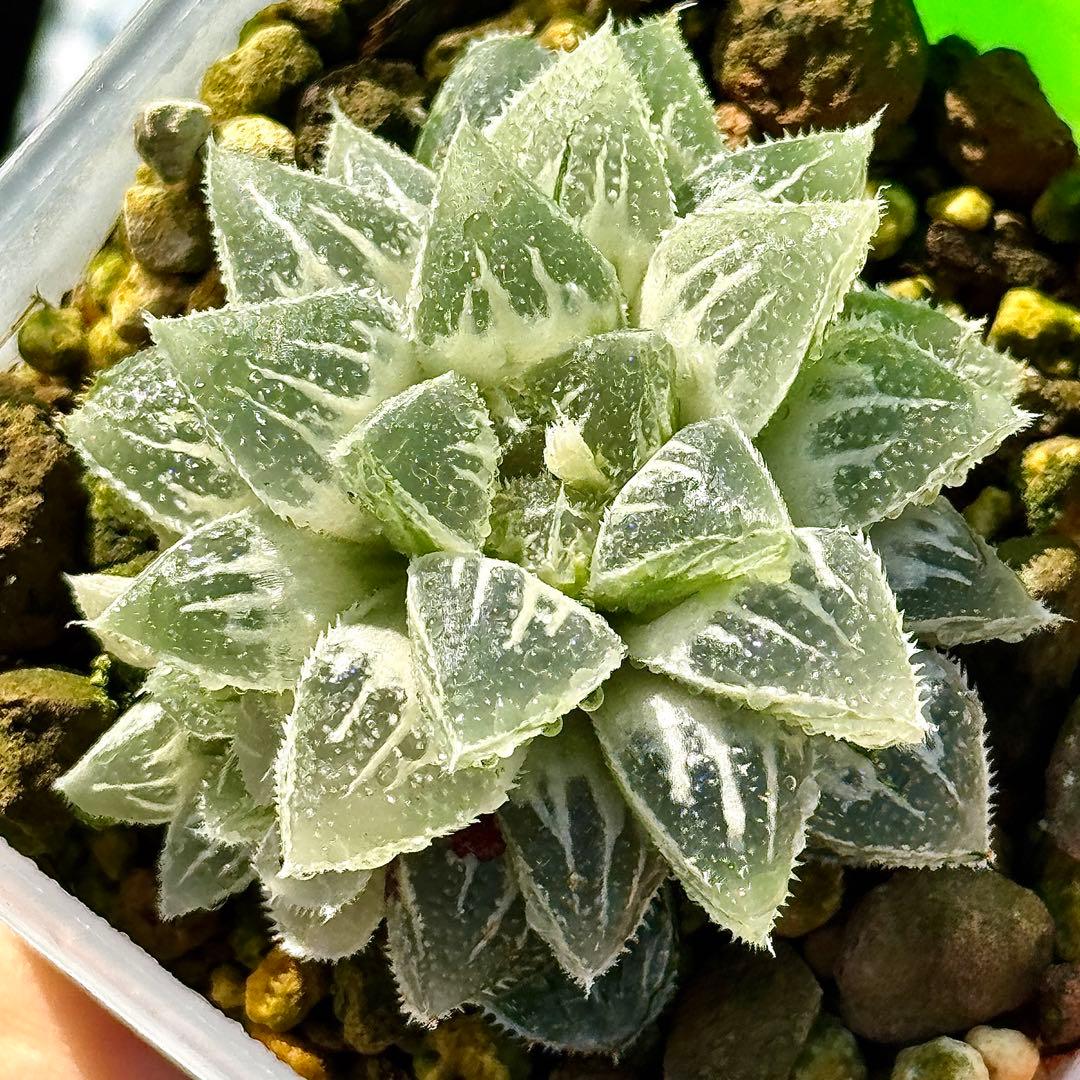 鯖*！様 氷砂糖錦　完璧な糊斑　子株付き　ハオルチア　観葉植物　55